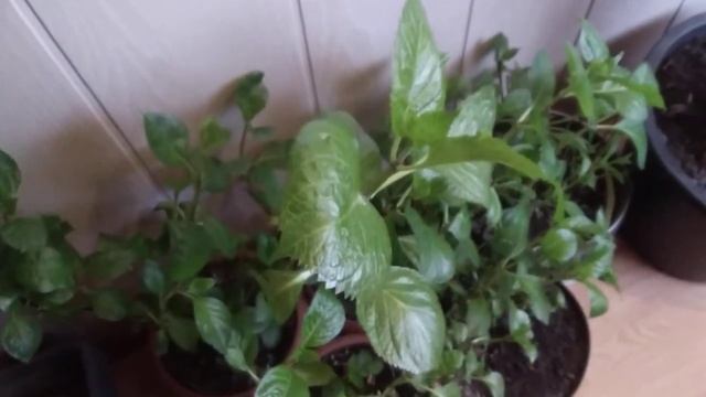 Крупнолистная гортензия весной, апрель смотреть онлайн