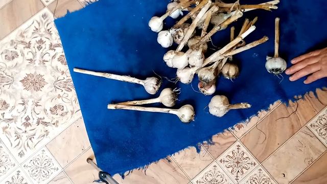 Подготавливаю??? ЧЕСНОК к Посадке. Дала КУМА. 5 октября 2022г.???? смотреть онлайн