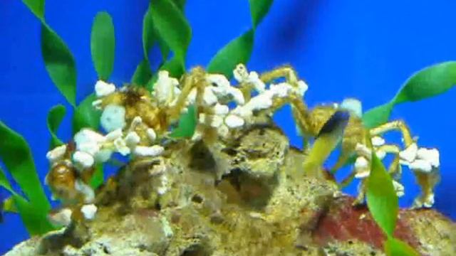 Паттайя, Аквариум.wmv смотреть онлайн