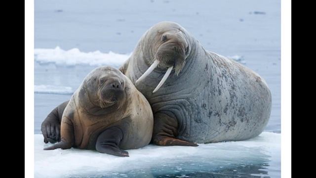 Морж (все про моржа) смотреть онлайн
