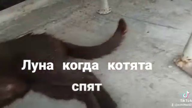 Луна когда котята спят смотреть онлайн