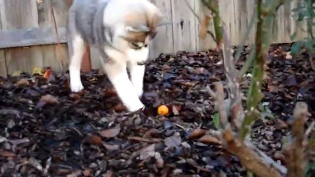 Koddi playing with a kumquat in the backyard смотреть онлайн