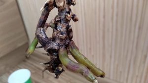 ПОЛУЧИ орхидеи ИЗ ПЕНЕЧКА! РАЗМНОЖЕНИЕ орхидеи НИЖНИМИ КОРНЯМИ? орхидея ИЗ ПЕНЬКА часть #1