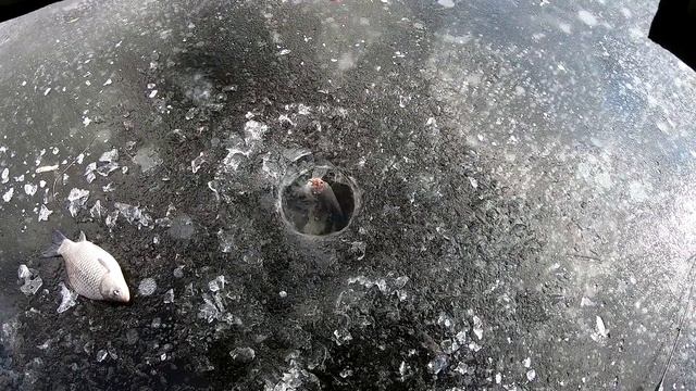 это КОНИ а не КАРАСИ! ловля ОГРОМНОГО карася зимняя рыбалка 2022. шикарный клев крупного карася. смотреть онлайн