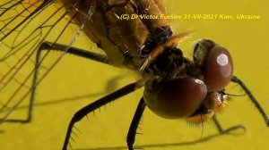 Стрекоза Ест Муху? Где Стрекозы Живут? Как Стрекоза Откладывает Яйца в Неволе? Уникальные Насекомые