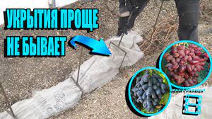 ЛАЙФХАК - НАДЕЖНОЕ УКРЫТИЕ ВИНОГРАДА НА ЗИМУ В СРЕДНЕЙ ПОЛОСЕ. СЕВЕРНЫЙ ВИНОГРАДНИК 22-1 смотреть онлайн