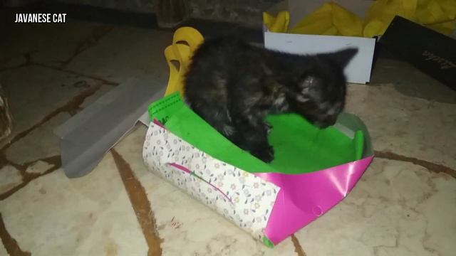 How Funny Kittens Eat and Why Do Cats Clean Themselves After They Eat смотреть онлайн