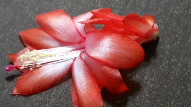 шлюмбергера PARANA BRAZIL смотреть онлайн