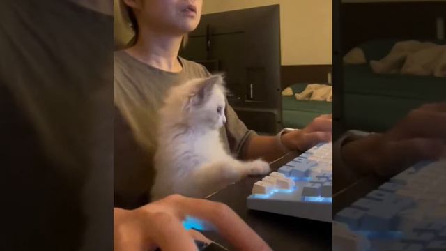 Шерстяной помощник смотреть онлайн