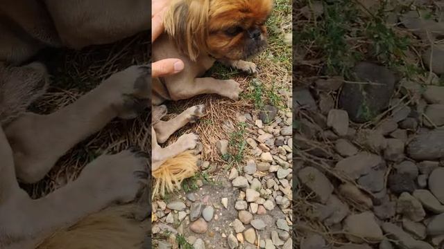 Moser max 50 машинка для стрижки животных посмотрите прежде чем покупать!!! смотреть онлайн