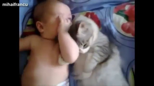 Лучшее! Кошки и собаки защищают детей! смотреть онлайн