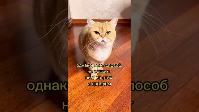 Можно ли брить кошек? ✂️✂️✂️ смотреть онлайн