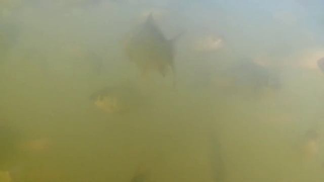 Мечта рыбака, рыбы больше чем воды! Рыбалка, Fishing, Fish.