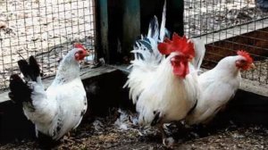 Разведение кур породы Шабо как бизнес идея | Птицеводство | Куры Шабо