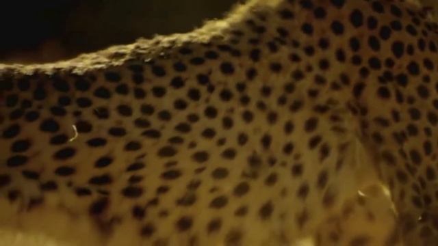 ГЕПАРД - Самый быстрый хищник на земле / ТОП 5 Фактов о Гепарде