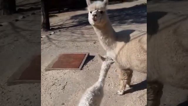 Маленькая альпака в Сафари-парке Геленджика смотреть онлайн