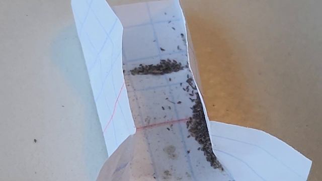 글록시니아 보러 왜관제라카페화인으로~~ смотреть онлайн