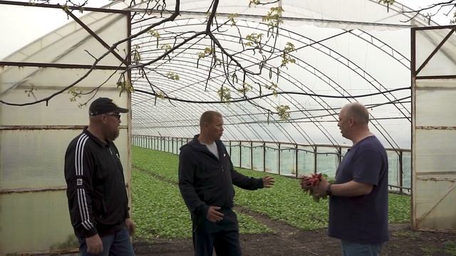 Биопрепараты "микорад" на редисе смотреть онлайн