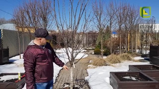 Весенняя обрезка плодовых деревьев! Формируем яблоню и сливу смотреть онлайн