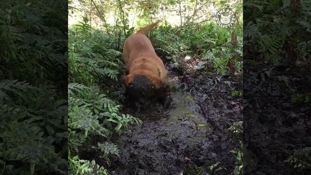 Бордоский дог смотреть онлайн