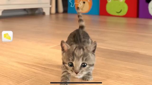 NEW LITTLE KITTEN ADVENTURE - SUPER KITTEN ON AN ADVENTUROUS JOURNEY AND CARE FOR ANIMAL FRIENDS смотреть онлайн