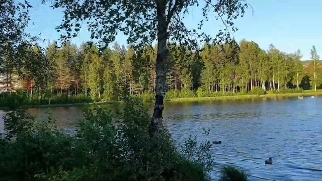 Magnus Nykvist 6888 2021-06-25/ 26;e MidSommar Dagarna Moped- Tur Runtikring. смотреть онлайн