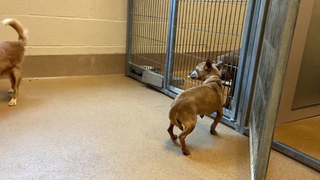 Charles: 10y Brown Male Chihuahua смотреть онлайн