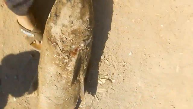 Кызылордада ауанган балык смотреть онлайн