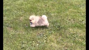 Мини Шпиц.Обзор помёта Померанский ШПИЦ @ У Нас можно купить ШПИЦА с доставкой во ВСЕ города.Shpits