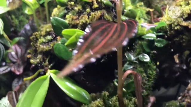 Paludarium Update -Adding Begonia Kapuas Hulu смотреть онлайн