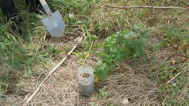 Сажаем Гледичии в ветрозащитную полосу/Planting Gledicia in a windbreak смотреть онлайн