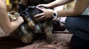 Вязка собак породы йоркширский терьер. / breeding dogs