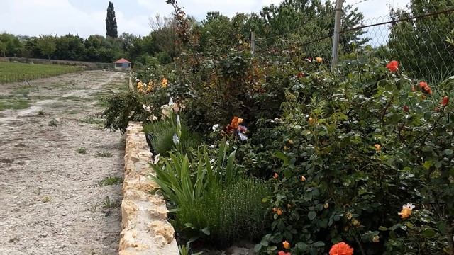 Плетистая роза Наранга, ароматные розы.Питомник роз Полины Козловой rozarium.biz смотреть онлайн