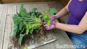 Реверс хосты. Что делать,  если ваши хосты поменяли окрас листа