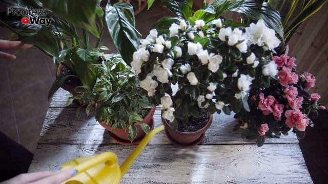 От 1 маленькой таблетки цветы в доме бурно цветут насыщенным цветом!