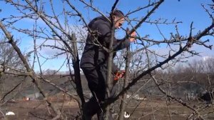 ОБРЕЗАЕМ ДЕРЕВЬЯ ПРАВИЛЬНО   КАК ОБРЕЗАТЬ ЗАПУЩЕННУЮ ЧЕРЕШНЮ