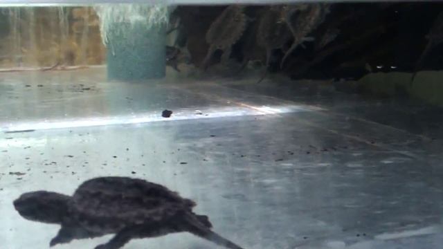 Каймановая черепаха Chelydra Serpentine (Common Snapping Turtle)
