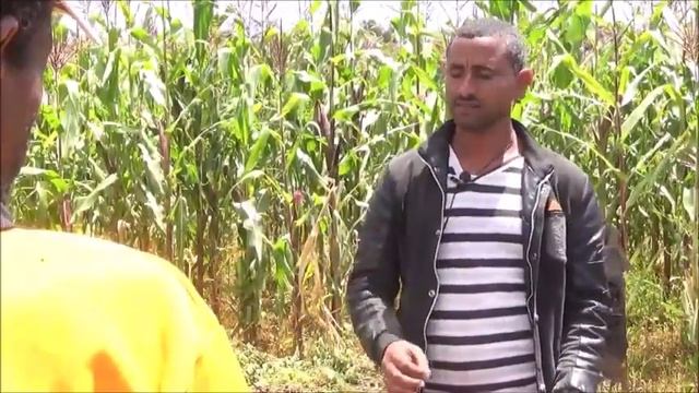 የተፈጥሮ ማዳበሪያ ኮምፓስት አዘገጃጀት смотреть онлайн