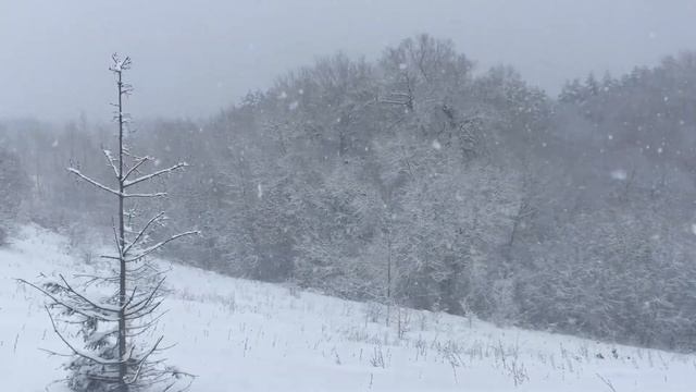 Snowfall against a forest background смотреть онлайн