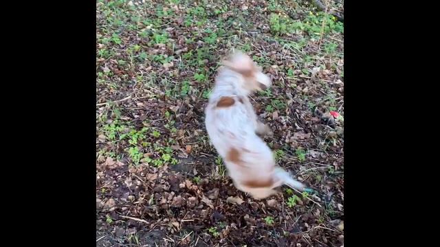 Хвост кругом смотреть онлайн