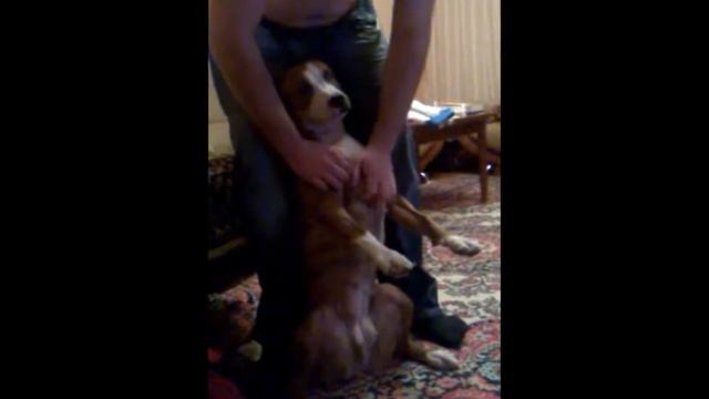 Стаффорд и любимый хозяин.wmv смотреть онлайн