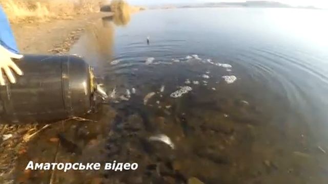 Зарыбление реки Самара смотреть онлайн