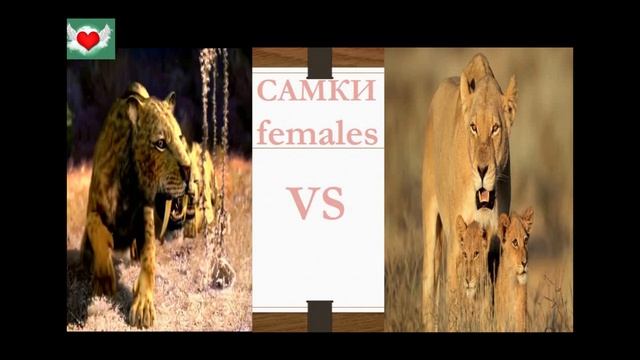 САБЛЕЗУБЫЙ ТИГР VS ЛЕВ!!!!!! смотреть онлайн