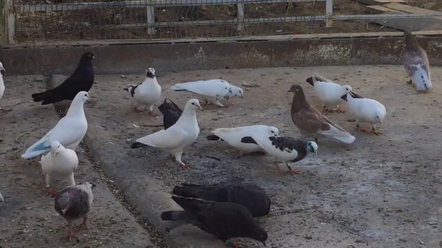Скорость сапсана и голуба!16.10.18г. смотреть онлайн