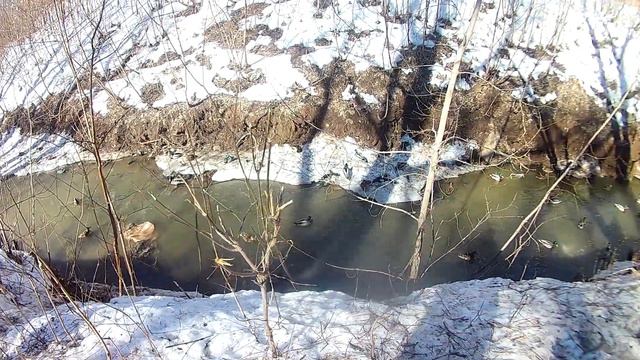 Уточки на реке Мулянка г. Пермь смотреть онлайн