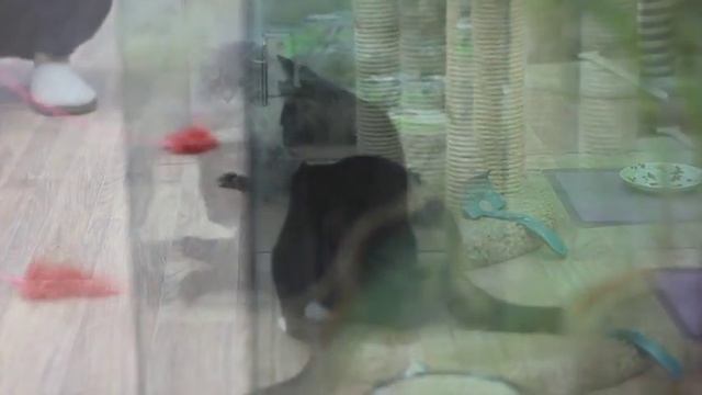 Котлета и Люся валяют дурака смотреть онлайн