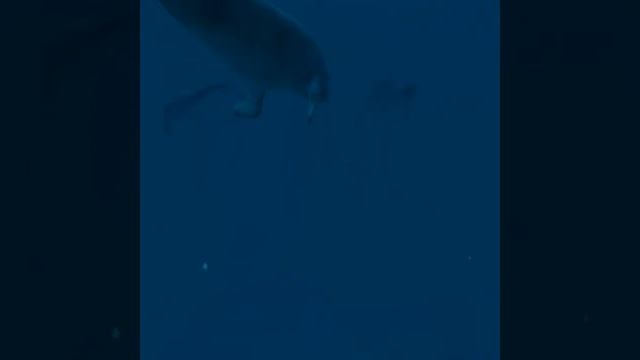 Oculus Quest 2 - Ocean Rift Graphics And Gameplay On Quest 2