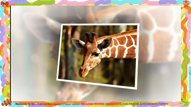 ЖИРАФЫ ОЗВУЧКА С ЮМОРОМ😀 🦒🦒ПОЗИТИВ GIRAFFE смотреть онлайн