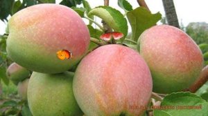 Яблоня поздняя Северный синап (malus) ? обзор: как сажать, саженцы яблони Северный синап