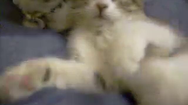 котята смотреть онлайн
